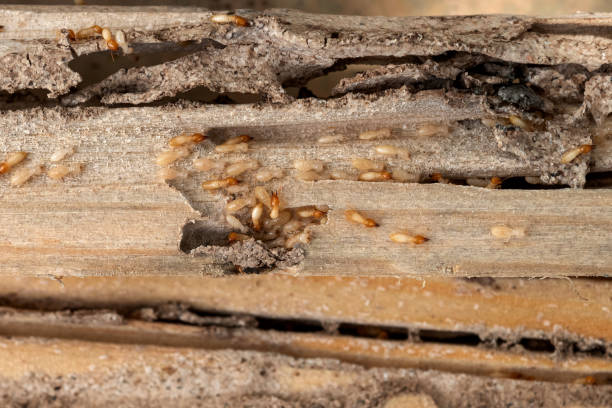 Professional Pest Control in Suffolk, VA